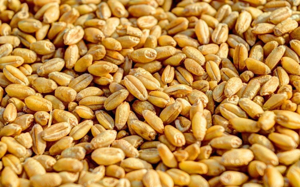 Wheat-Kernels-scaled-e1733268621909