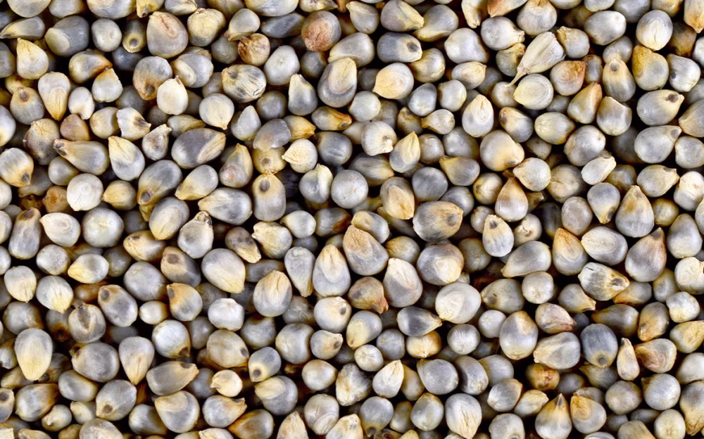 bajra-pearl-millet-grain-1296x728-header