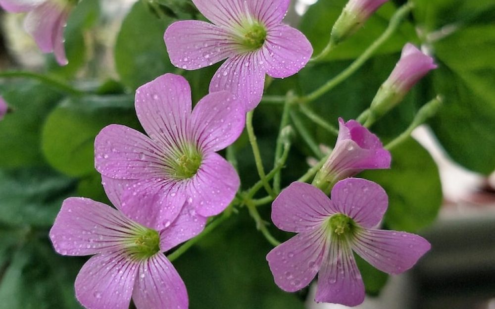 close-up-pink-flowering-plant_1048944-7835901