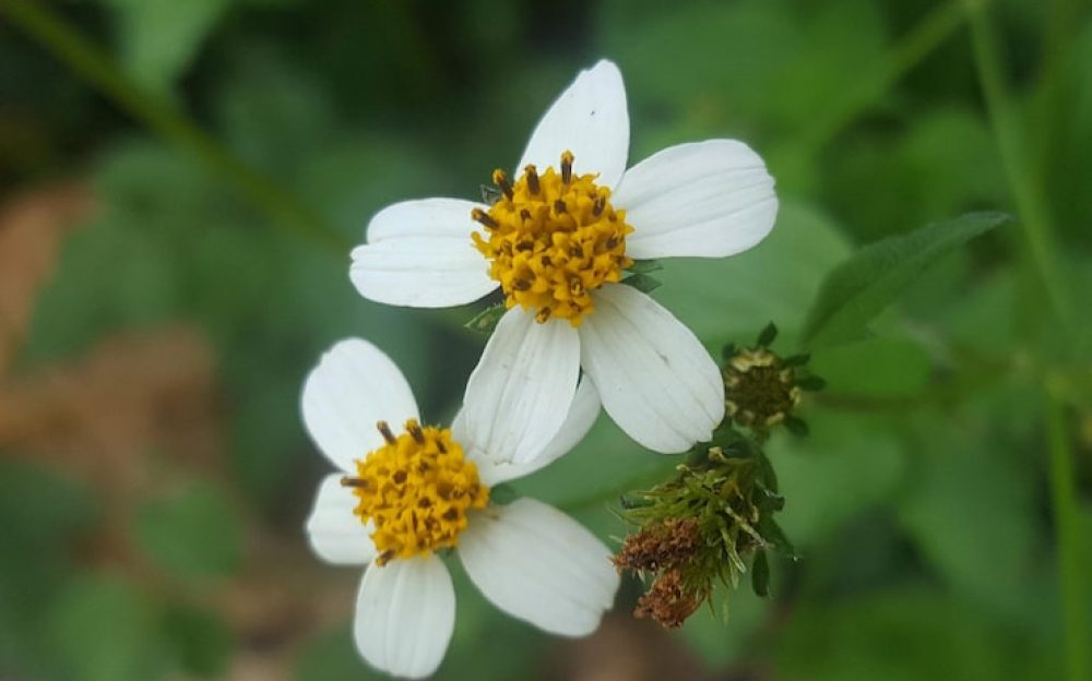 close-up-white-flowering-plant_1048944-13742812
