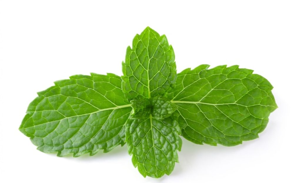 mint-leaves-isolated_33736-3020
