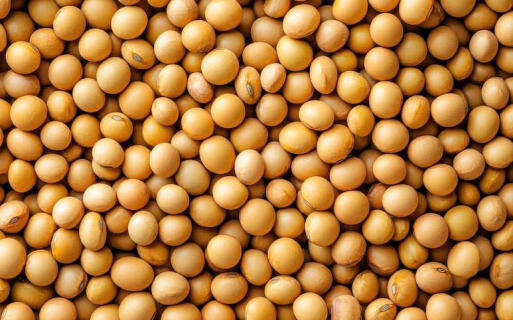soybeans-beans-fresh-tasty-overwhelming-abundance_1079150-327189